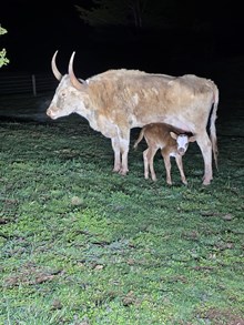 Rustic Delta Night x Jammin Tex