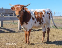 GLR Monaco’s Sittin Texan Heifer