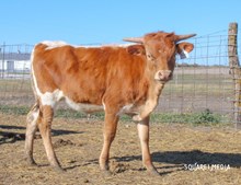 Rim Rock Rose Heifer