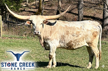 SC Aurelia 20G Special