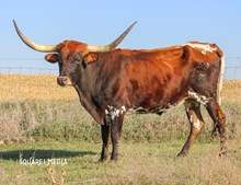 BCR Tari's Twenty 239