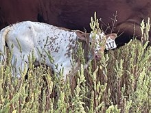 Brazos Annabelle 117/25