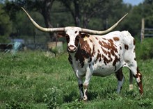 ALLENS DIXIE CHICK 
