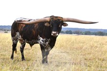 Cool Hand Luke 🚬Chex