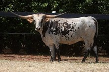 HUBBELLS SAVANNA 🇧🇷