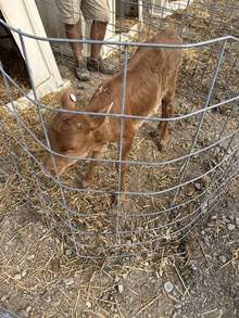 Hangin tuff x Lacey k