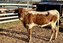 Hubbells Night Moves