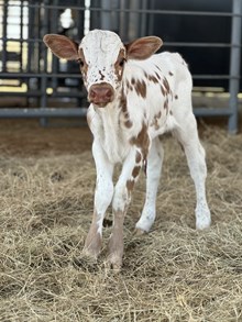 Ironman x Sade Heifer