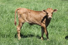 HANGIN TUFF X KUTE KIMBER 2025 HEIFER