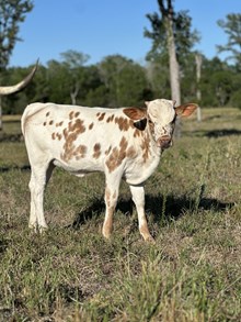 Ironman HR x WS Sade Heifer