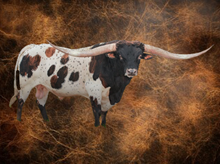 SEMEN-IRONMAN HR-2 STRAWS