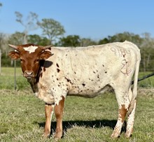 RB Texas Annie