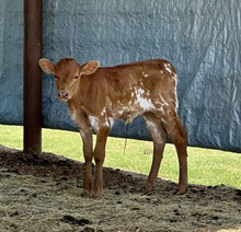 Riverforks Big Bucks x TKR Royal Tuffette