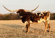 MB JAMMIN REBEL BELLE