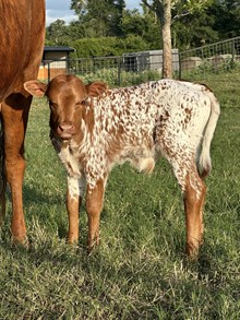 Texana Bull Calf