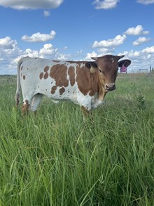 Flat Iron Heifer