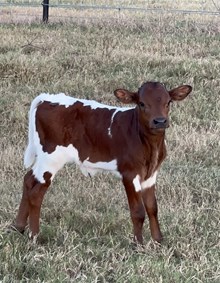 Ironman HR x 23LF Jango's Monika