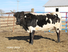 24LF Ironman's Foxy 50