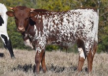 Texana Bull Calf