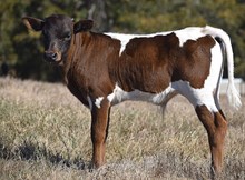 Ironman HR x 23LF Jango's Monika