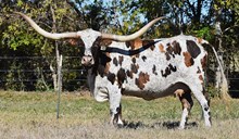 LAR PRETTY WOMAN 2813