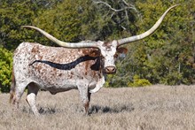 RHF SHARP KELLY GIRL